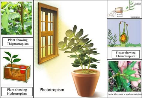 Plant Movements Definition Types