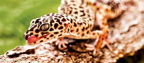 Tout savoir sur les geckos, les rois des terrariums | MAXI ZOO