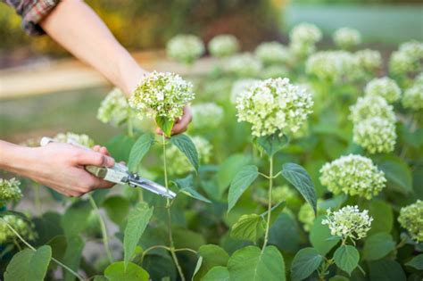 Hortensien Im Herbst Schneiden So Geht S Richtig