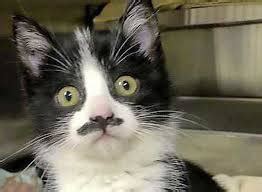 Heil kitler : r/mostdisturbingsub