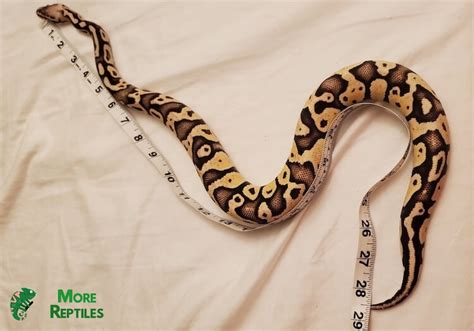 How Old Is My Ball Python 5 Ways To Tell More Reptiles