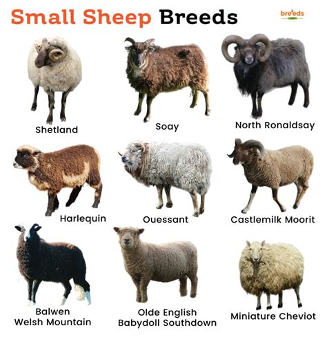 list  small sheep breeds  pictures