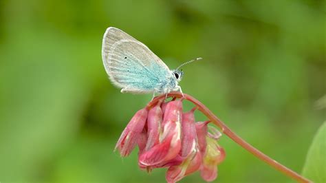 The genome of an extinct butterfly provides clues for conservation - El ...