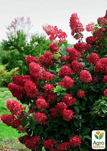 Гортензия метельчатая "Вимс Ред" (Wim`s Red) - Гортензии - купить в ...