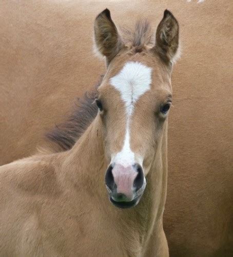 A VINTAGE SMOKE Buckskin Colt