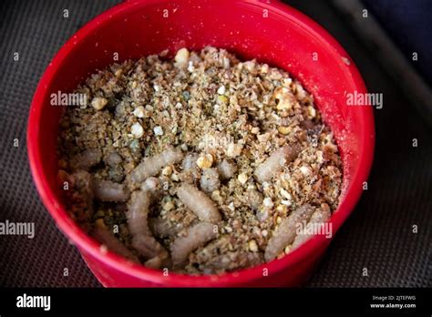 Live Fly Larvae In The Red Plastic Plate As Bait For Catching Fish The