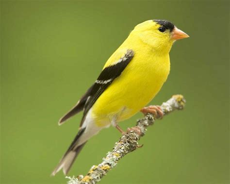 American Goldfinch Facts, Habitat, Diet, Life Cycle, Pictures