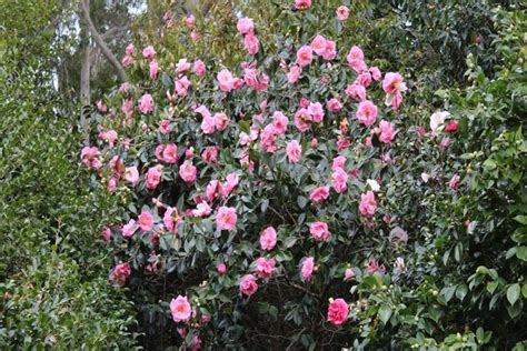 Камелия древовидная: ТОП секреты посадки, ухода и размножения