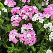 Dianthus Plum Gr Pretty Flamingo Carmine Letitia Wyatt Oeillet