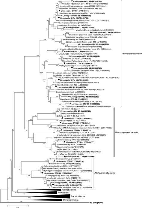 Phylogenetic Tree Of The Operational Taxonomic Units Isolated From Lake