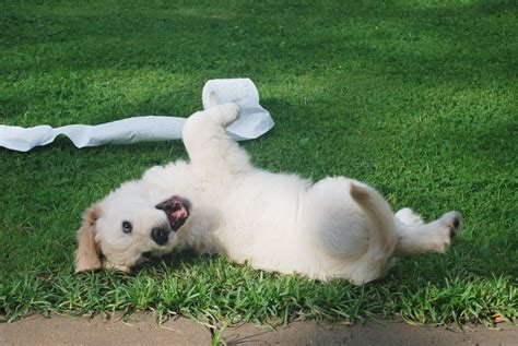 The Curious Case of Puppy Pee-Puddle-ing: Why Does My Puppy Pee While