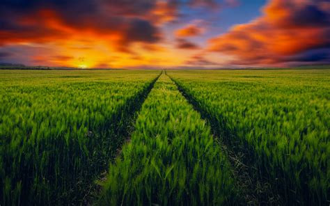 Grassy Field Sunset