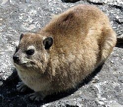 Hyrax - Wikipedia