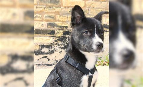 23 Boston Terrier Mixes That Are Too Cute To Be Real With Pictures