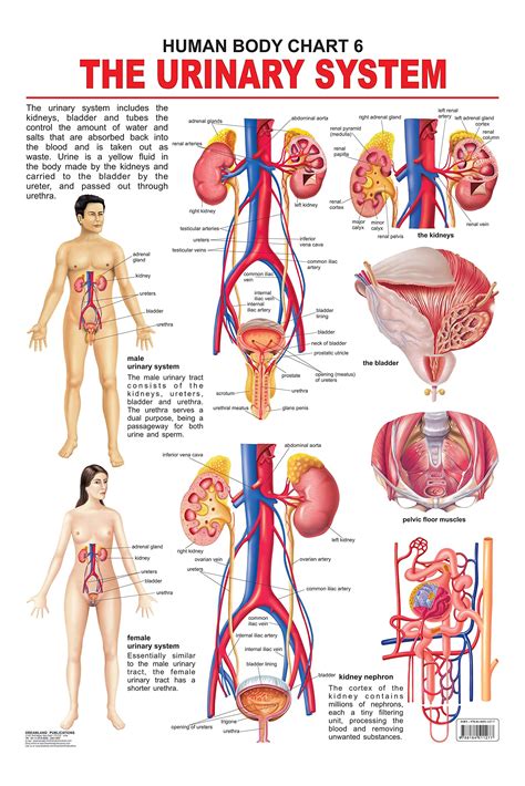 Buy The Urinary System Wall Chart Human Body Chart Both Side Hard Laminated Size 48 X 73 Cm