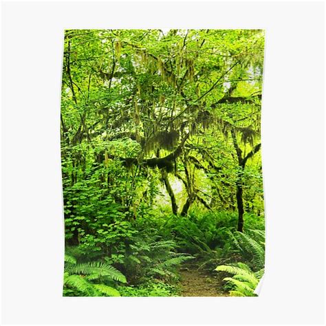 Hoh Rainforest Poster For Sale By Kchase Redbubble