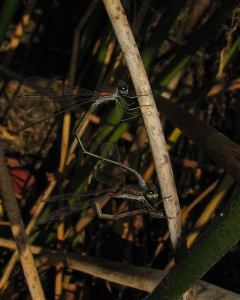 Лютка ясно-зелена (Odonata of Ukraine / Бабки України) · iNaturalist