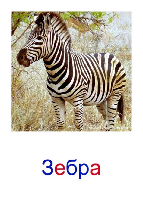 ДИКИЕ ЖИВОТНЫЕ. КАРТОЧКИ ДОМАНА