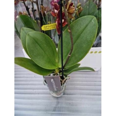 Орхидеи на топ цени от Plants.bg