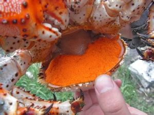 Коротко о как засолить икру краба