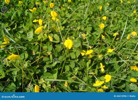 Small Yellow Flowers On The Lawn Stock Photo Image Of Plants Small