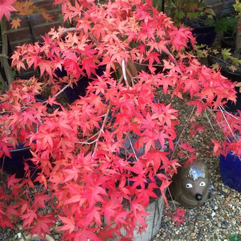 Acer Palmatum Ryu Sei Or Ryusen Japanese Maple Ryu Sei Or