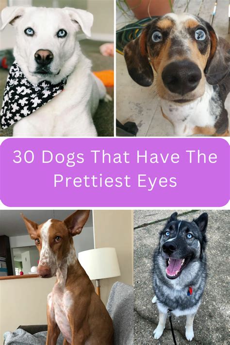 The Most Beautiful Dog Eyes