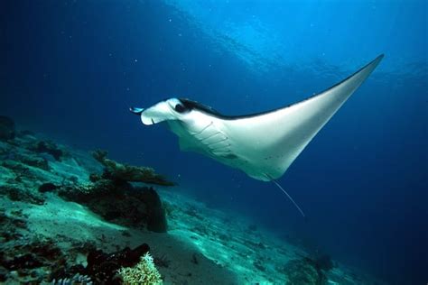 Manta Ray Habitat
