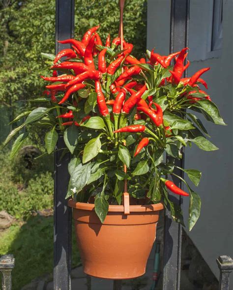 Coltivare Peperoni E Peperoncini Sul Balcone Odc