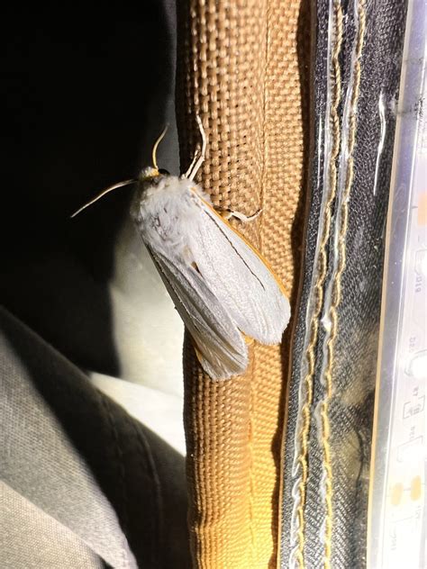 Butterflies And Moths From The Gemfields QLD 4702 Australia On