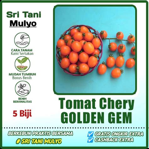 Jual Biji Benih Tomat Chery Goldem Gem Bibit Buah Bibit Sayur