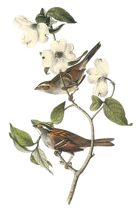 White Throated Sparrow Painting By John James Audubon Fine Art America