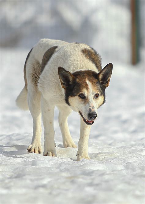 Белка. 10 лет на улице. Остальные хочет быть уверенно диванной! | Пикабу