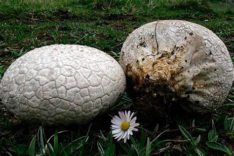Головач мешковатый - AgroFlora.ru
