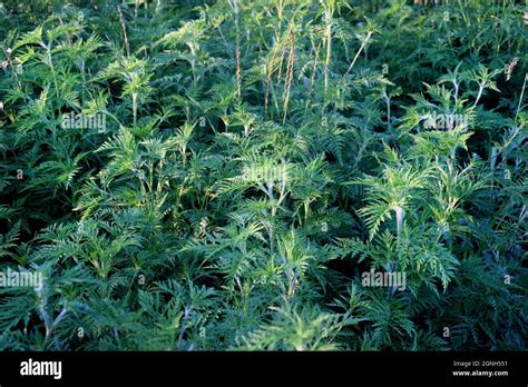 Ragweed Bushes Ambrosia Artemisiifolia Is The Strongest Allergen Its