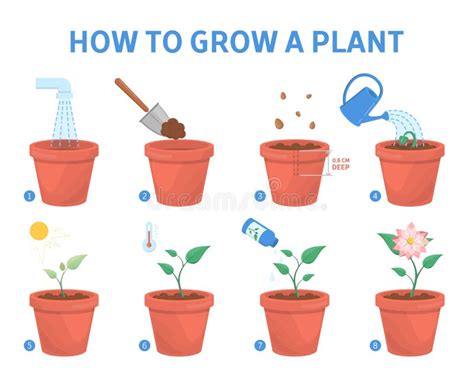 Steps Growing Plant Stock Illustrations 307 Steps Growing Plant Stock