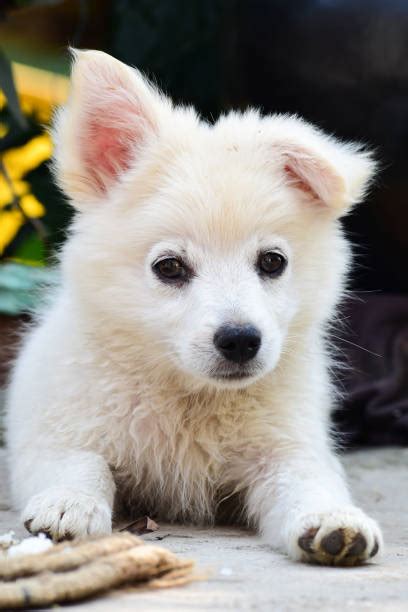 40 Samoyed Dog On Black Stock Photos Pictures And Royalty Free Images