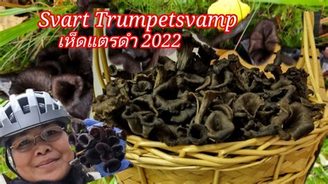 Svart Trumpetsvamp