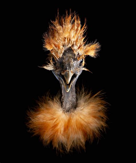 Blanche Naked Neck Silkie Chicken By Evan Kafka Artcloud