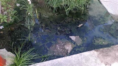 Reportan Apestoso Brote De Aguas Negras En Calles De Puente Moreno