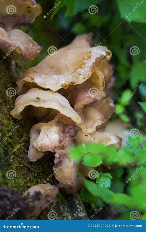 Fungus On Decaying Wood Bracket Fungus On Tree Bark Lamellar Fungus