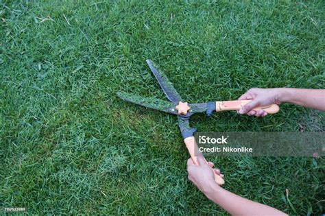 Grass Cutting Scissors On The Grassy Background Stock Photo Download