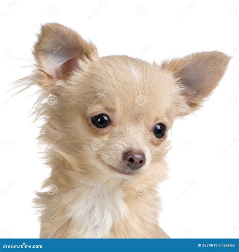 Long Haired Chihuahua Grooming Pictures at Sienna Schaw blog