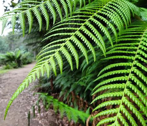 25 Types of Easy and Fast Growing Ferns – Amaze Vege Garden