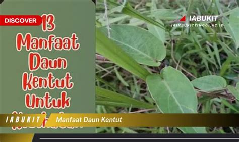 Bukan Cuma Daun Kemangi Ketahui 7 Manfaat Daun Kentut Yang Bikin Penasaran