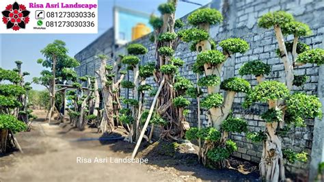 Jual Bonsai Taman Dolar Iprik Kimeng Youtube