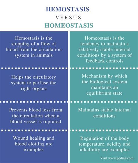 How To Explain Homeostasis