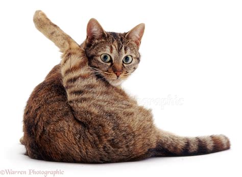 cat    grooming photo wp