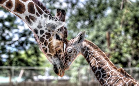 デスクトップ壁紙 野生動物 Hdr 赤ちゃん 動物園 母 優しさ キリン 動物相 哺乳類 脊椎動物 ギラ科 カブ