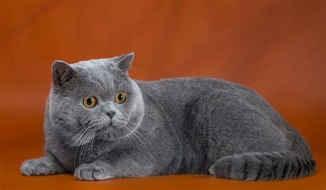 Британский кот вязка на продажу по цене 5000₽ в Новосибирске ...